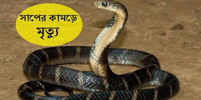 সাপের কামড়ে ধান খেতে প্রাণ গেল কৃষকের