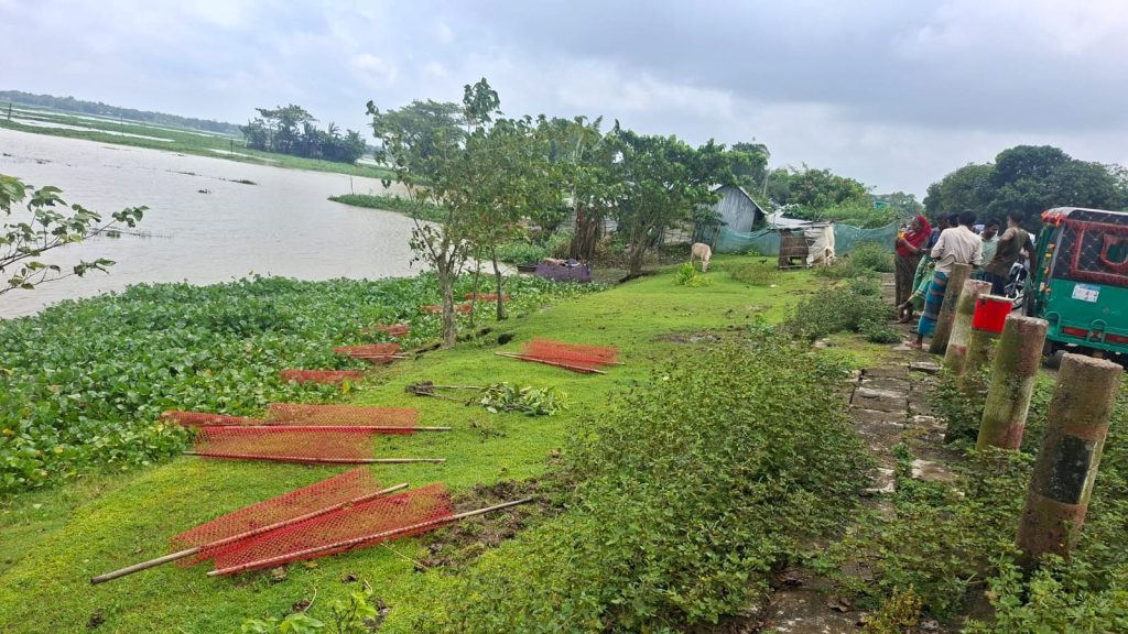 ডেপুটি স্পিকারের উদ্যোগে লাগানো ৩৫ গাছের চারা উপড়ে ফেললো দুর্বৃত্তরা, এলাকায় ক্ষোভ